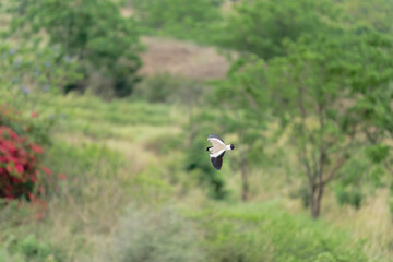 river lapwing in flight