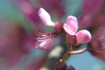 Cercis siliquastrum in bloom, ornamental tree