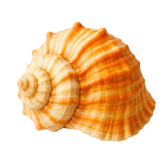 Obraz premium Close-up view of a beautiful orange and white striped spiral seashell with ribbed texture and spiky protrusions.