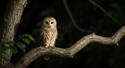 Barred Owl Perched on a Branch - Photo