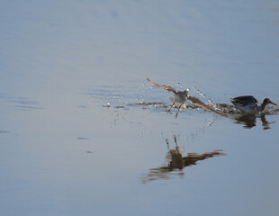 The beautiful Two Wood sandpiper in flight, in wetland. The background is blurred blue with water.