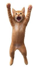 Obraz premium Excited Orange Kitten Jumping Isolated Background Photo