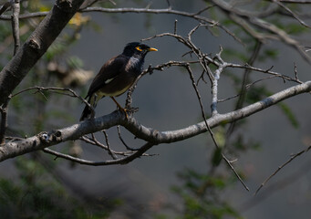 The black beauty of Common myna perched on a tree branch with dark, lush green background. 