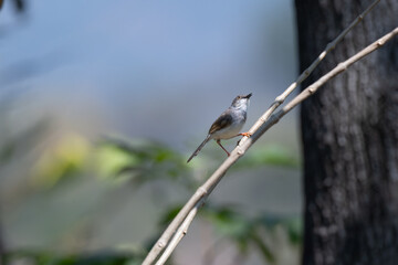 A small Grey breasted Prinia perches delicately on a slender, bare branch against a soft, blurred backdrop of pale blue sky and muted green foliage.
