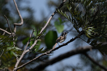 Obraz premium A small Grey breasted Prinia perches delicately on a slender, bare branch against a soft, blurred backdrop of pale blue sky and muted green foliage.