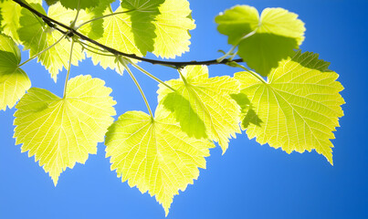 Sunlit vine Fresh green leaves and blue sky, illuminated by sunlight, creating a vibrant, nature-filled composition