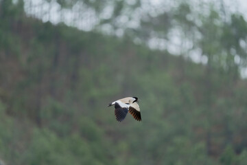 river lapwing in flight