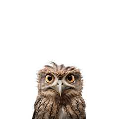 Naklejka premium Intriguing Gaze: Close-Up Portrait of a Spectacled Owl, a Majestic Bird of Prey with Intense Golden Eyes, Displaying its Unique Facial Features and Feather Detail in a Striking Composition against a