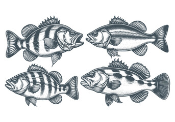 Fototapeta premium set of predator fish, bassfish lineart isolated on white
