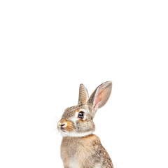 Obraz premium A Curious Grey Rabbit: Close-Up Portrait of an Adorable Young Domestic Rabbit with Inquisitive Expression, Long Ears, and Soft Fur, Perfect for Easter, Spring, and Pet-Related Designs.