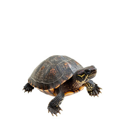 Fototapeta premium A Close-Up Study of a Juvenile Red-Eared Slider Turtle, showcasing its intricate shell patterns and textures, against a stark no background, emphasizing the reptile's detailed carapace and