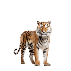 Obraz premium Majestic Bengal Tiger: A Portrait of Power, Grace, and Wild Beauty in the Heart of the Jungle; Striking orange and black stripes, intense gaze, powerful stance.