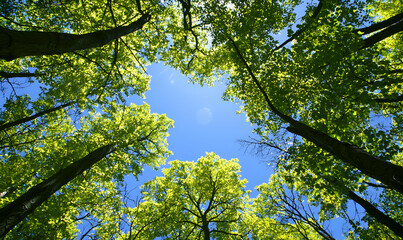 Fototapeta premium Verdant canopy view showing tall trees reaching up to bright blue sky above. Nature's beauty from a lower perspective