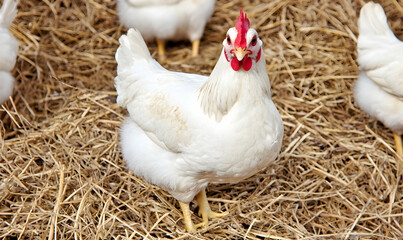 Fototapeta premium White hen stands in hay, with other chickens in the background on a sunny day