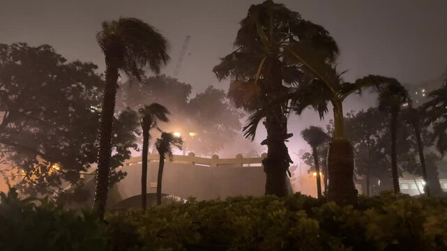 Powerful Hurricane Eyewall Winds Lash Palm Trees And City At Night - Saola