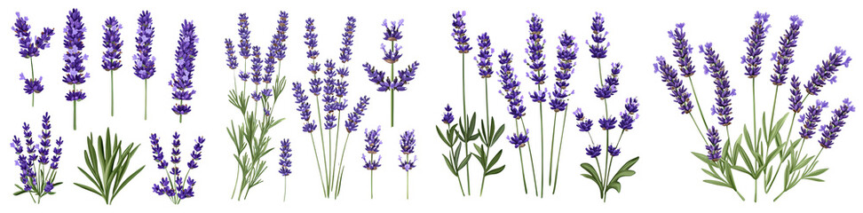 Beautiful Lavender Flowers in Vibrant Purple Colorful Arrangement