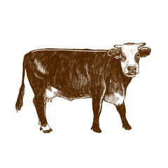 Cow Animal Idul Adha Sketch Illustration for Islamic Qurban Poster and Farm-Themed Design
