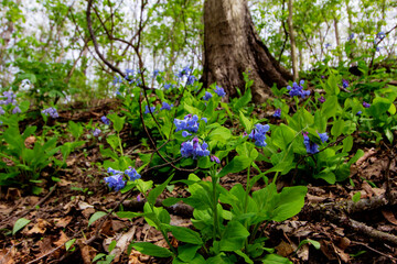 Bluebell Trail, Three Creeks Metro Park, Columbus, Ohio