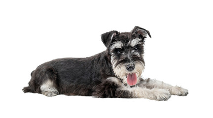 Black and white miniature schnauzer lying with tongue hanging out isolated