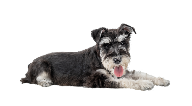 Black and white miniature schnauzer lying with tongue hanging out isolated