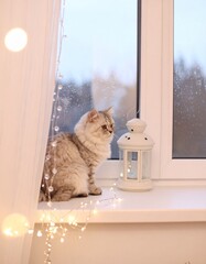 窓辺の子猫、外を眺めているかわいい様子