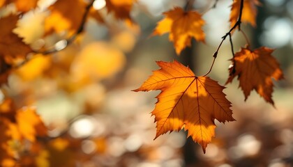 Obraz premium Dried autumn leaves shimmer in sunlight on a tree, with a gentle, blurred background enhancing the scene