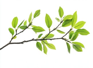 Fresh spring branch with vibrant green leaves