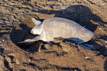 An olive ridley (Lepidochelys olivacea) sea turtle digging an fake nest after laying eggs to...