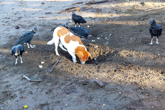 A dog digging up an olive ridley turtle nest and group of black vultures waiting to eat eggs on the beach at Ostional Wildlife Refuge in Costa Rica.