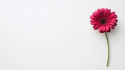 Single Red Gerbera Daisy on White Background