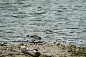 river lapwing in flight