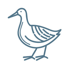 Clapper Rail Bird Line Art Illustration