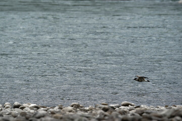 river lapwing in flight