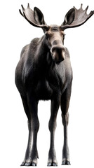 Fototapeta premium Isolated Brown Moose Portrait, Transparent Background