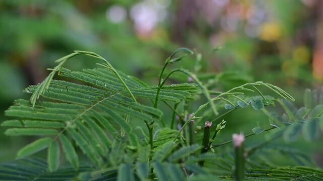 Climbing Wattle. Acacia. Cha-om. Thai vegetable (Acacia pennata (L.) Willd), green young leaves of (Acacia Pennata), common name, Climbing Wattle, Acacia or in thai language Cha-om. vegetable for cook