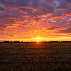 Fototapeta premium sunset over the field