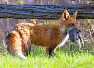 The mother fox in the grass with her prey, Canada