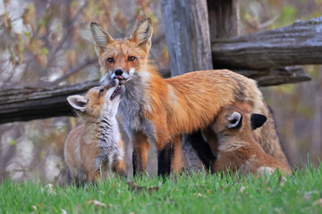The mother fox and her babies on the grass, Canada