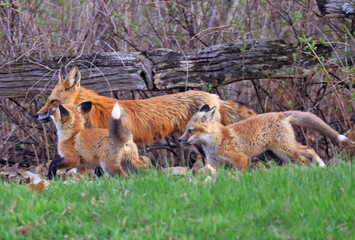 The mother fox running with her babies on the grass, Canada