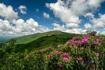 Pink Rhododendron Bloom On Jane Bald With Round Bald In The Distance