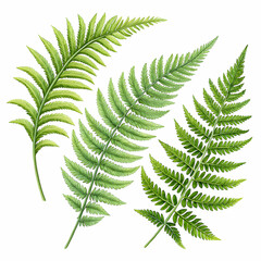 set of fresh green fern leaves on transparent bac