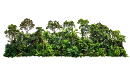 Horizontal image shows a dense tropical forest filled with various types of green trees and plants.