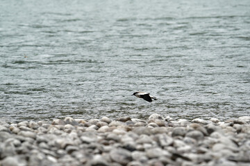 river lapwing in flight