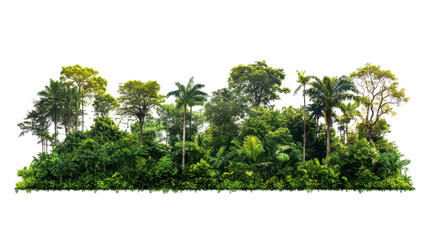 Horizontal image of a thick tropical forest, showing a dense row of various trees and plants, extending across the entire width of the image.