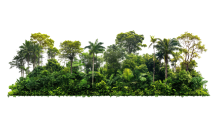 Horizontal image of a thick tropical forest, showing a dense row of various trees and plants, extending across the entire width of the image.