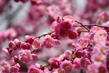柔らかな光に包まれたしだれ梅