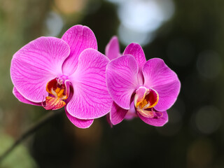 Pink orchid Phalaenopsis flowers. Closeup