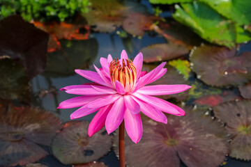 Pink water lily in nymphaea genus is one of beautiful aquatic plants. Known as bunga teratai in...