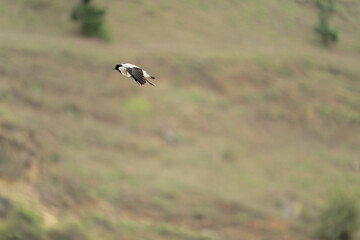river lapwing in flight
