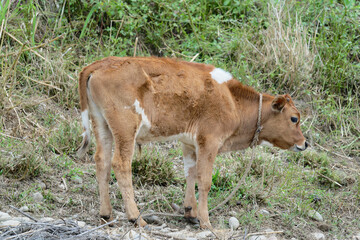 calf in the field